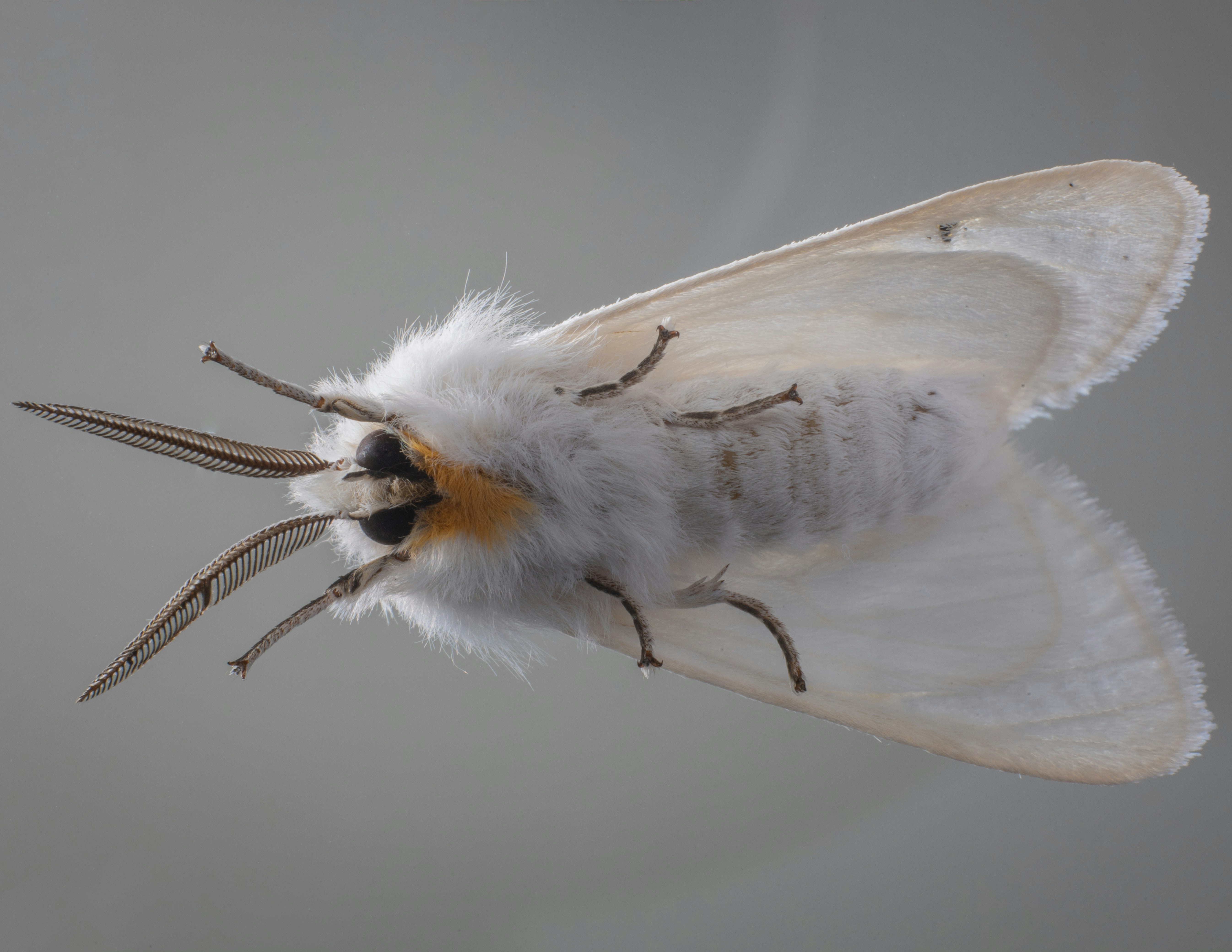 Beautiful moth